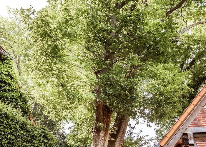 Schoenstes Kleines In Der Lue-heide 埃格斯托夫